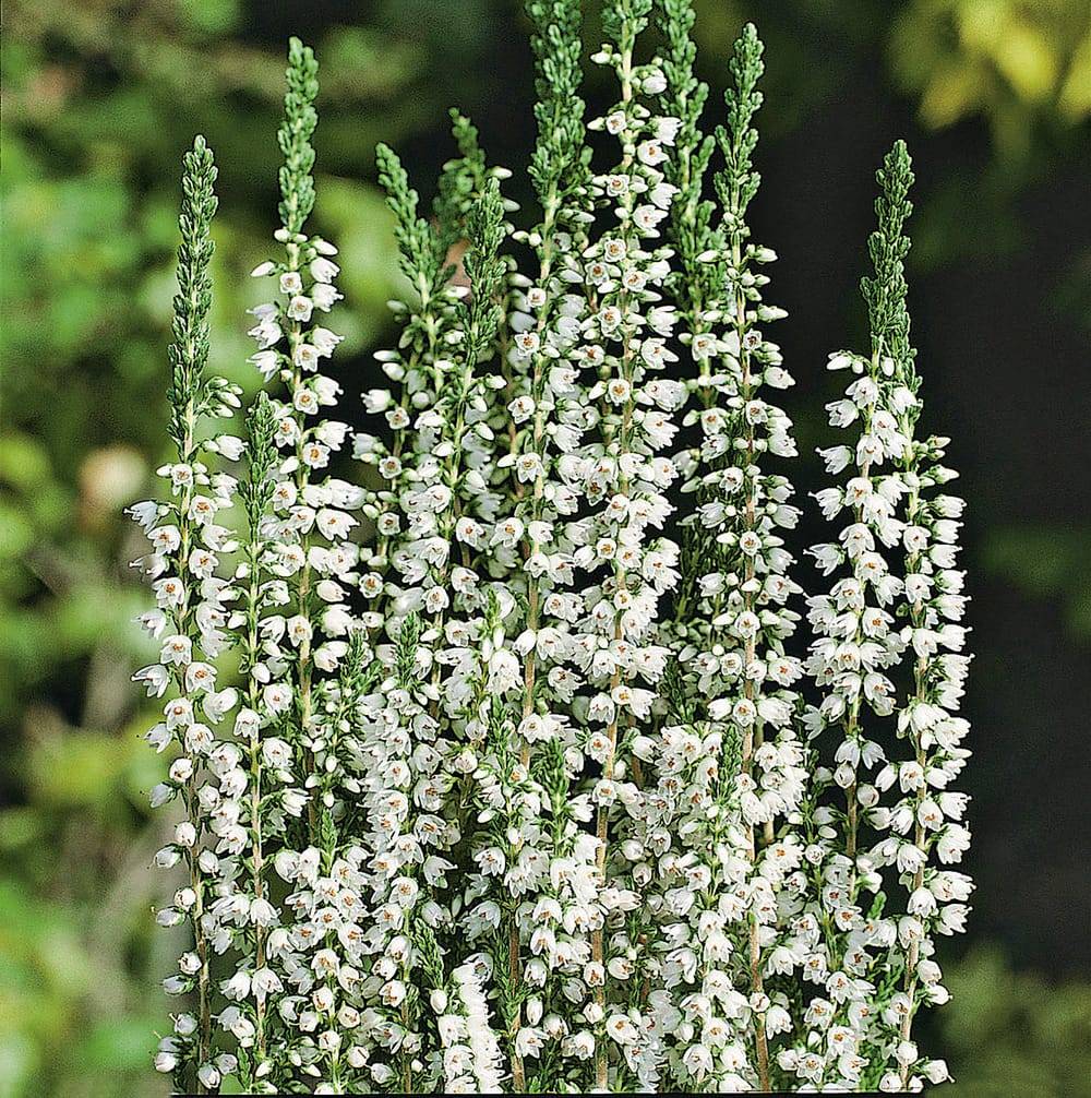 Calluna 'Mair's Variety' - Bruyère d'été
