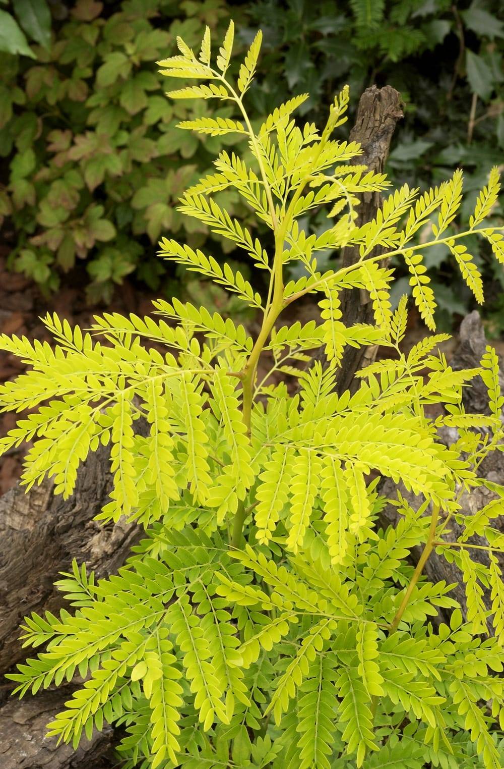 Gleditsia triacanthos 'Sunburst' - Févier d'Amérique