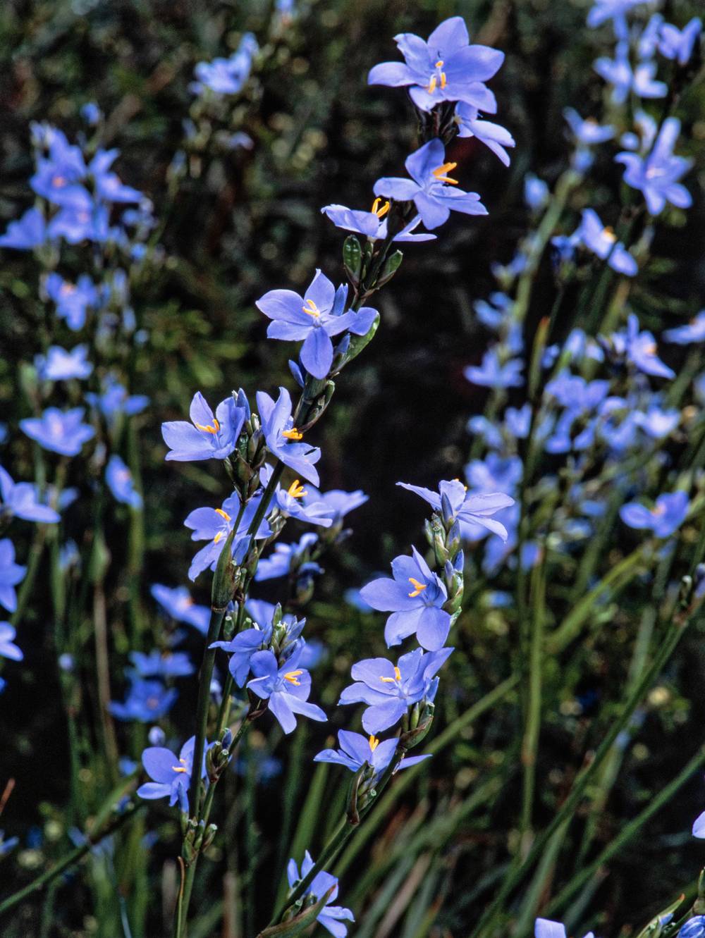 Orthrosanthus multiflorus