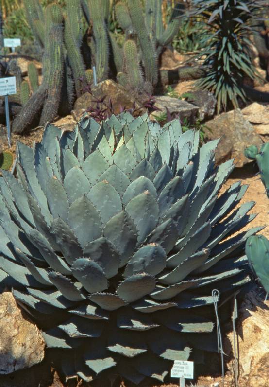 Agave parrasana