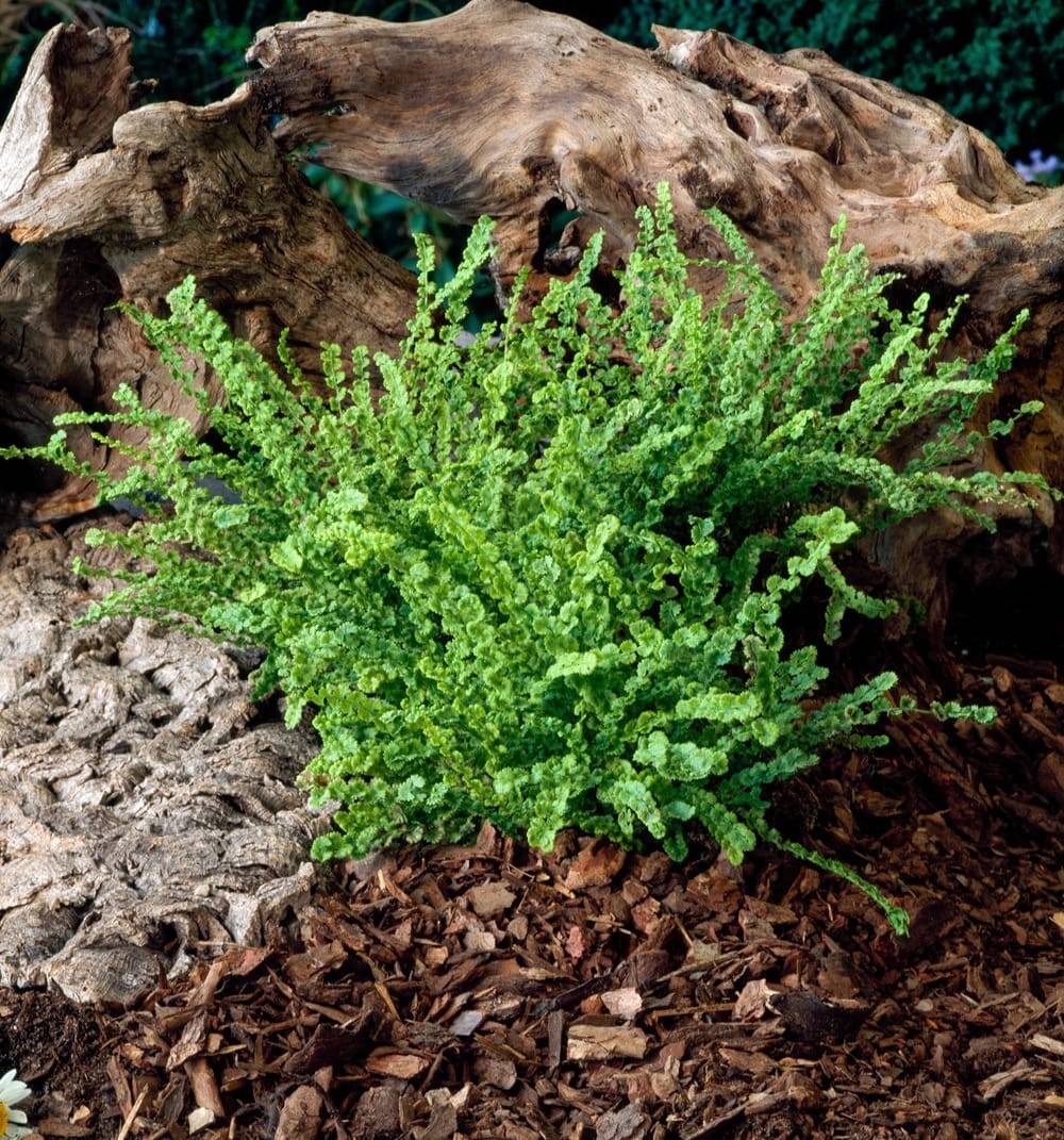 Athyrium filix-femina 'Frizelliae' - Fougère femelle