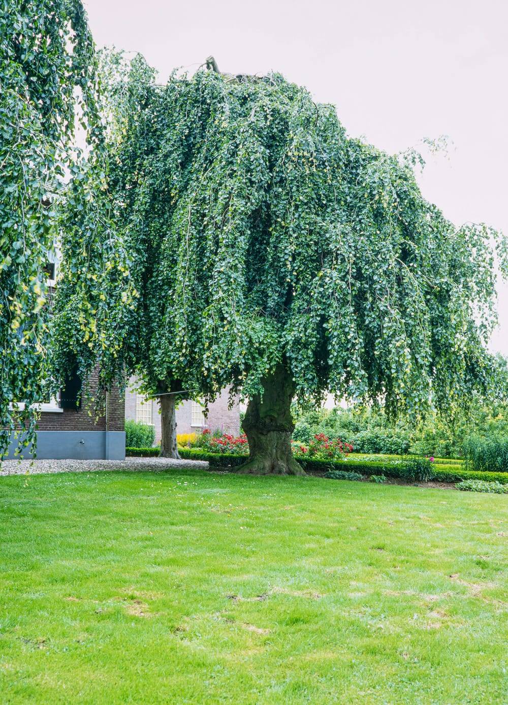 FAGUS sylvatica 'Pendula' MPS HTG-18/20 C50L