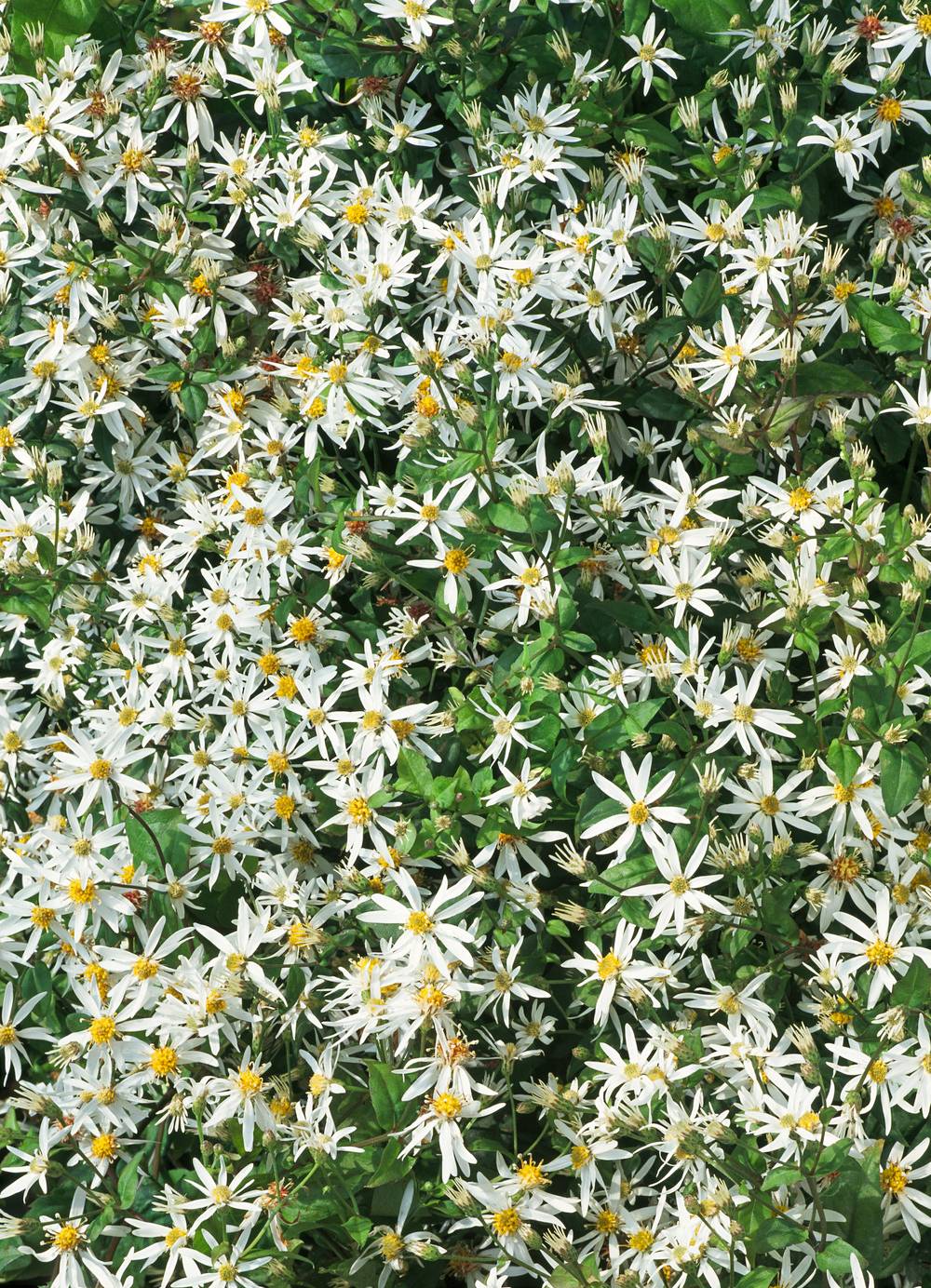 Aster divaricatus