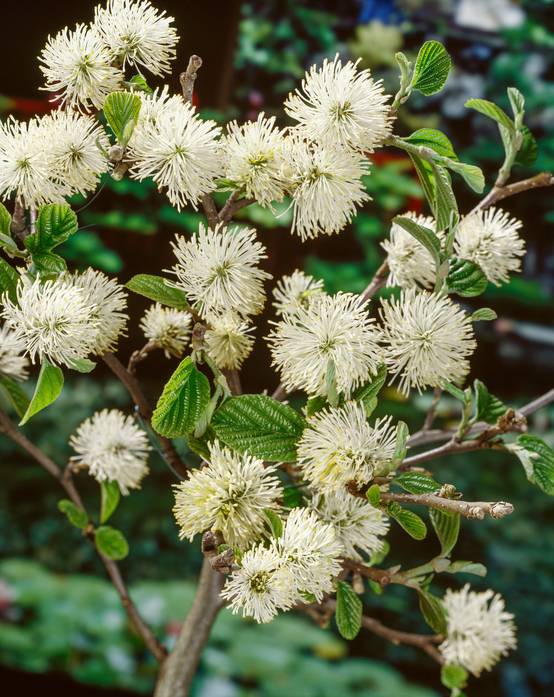 Fothergilla major