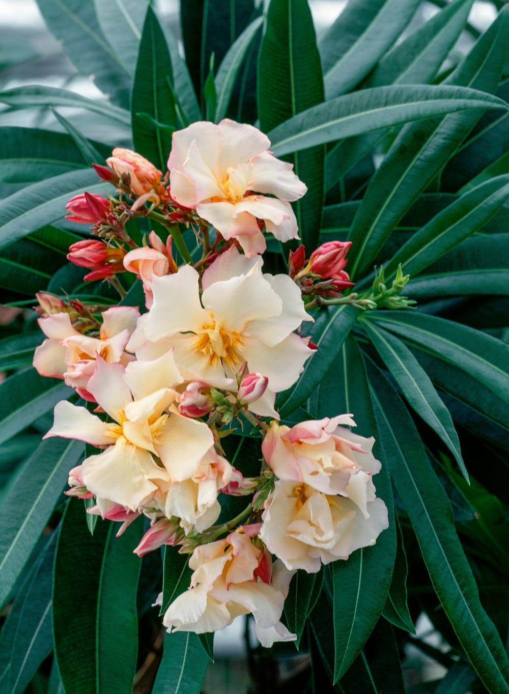 Nerium oleander 'Provence' - Laurier rose