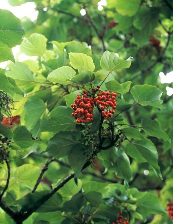 Idesia polycarpa - Faux-bois
