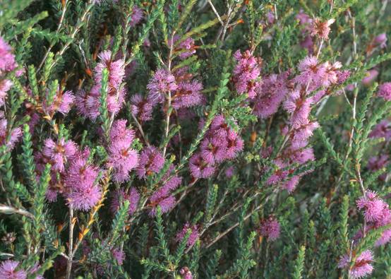 Melaleuca gibbosa - Rince-bouteille
