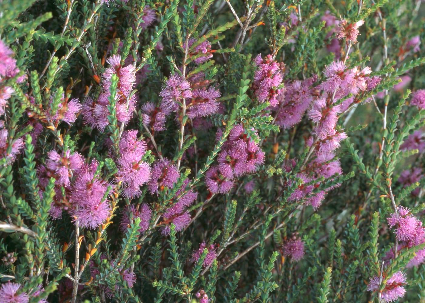 Melaleuca gibbosa - Rince-bouteille