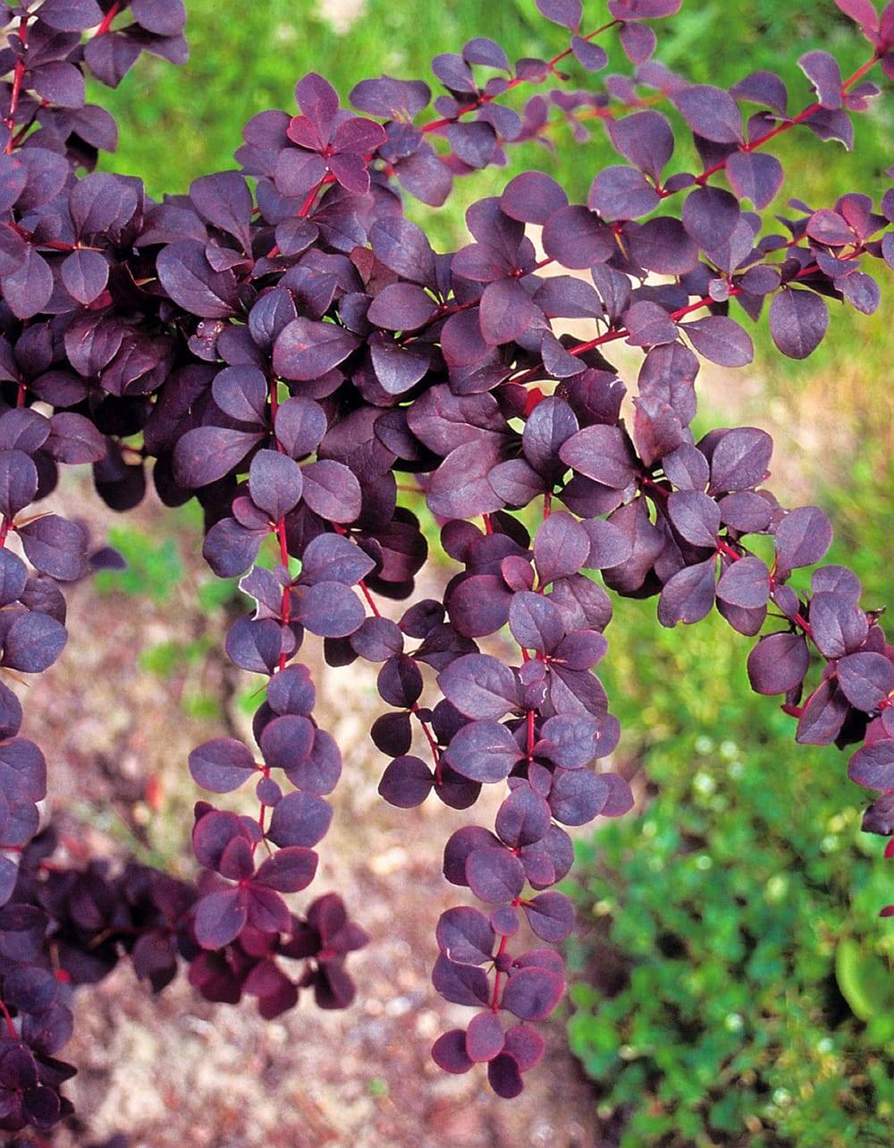 Berberis ottawensis 'Superba' - Berbéris d'Ottawa