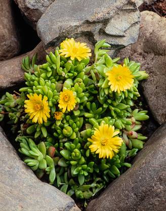 Delosperma deschampsii - Pourpier de Cooper (Ficoïde)