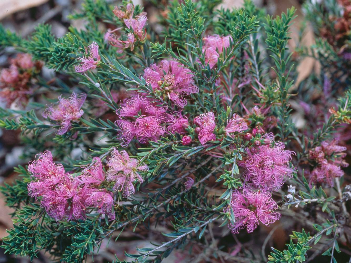 Melaleuca thymifolia - Rince-bouteille
