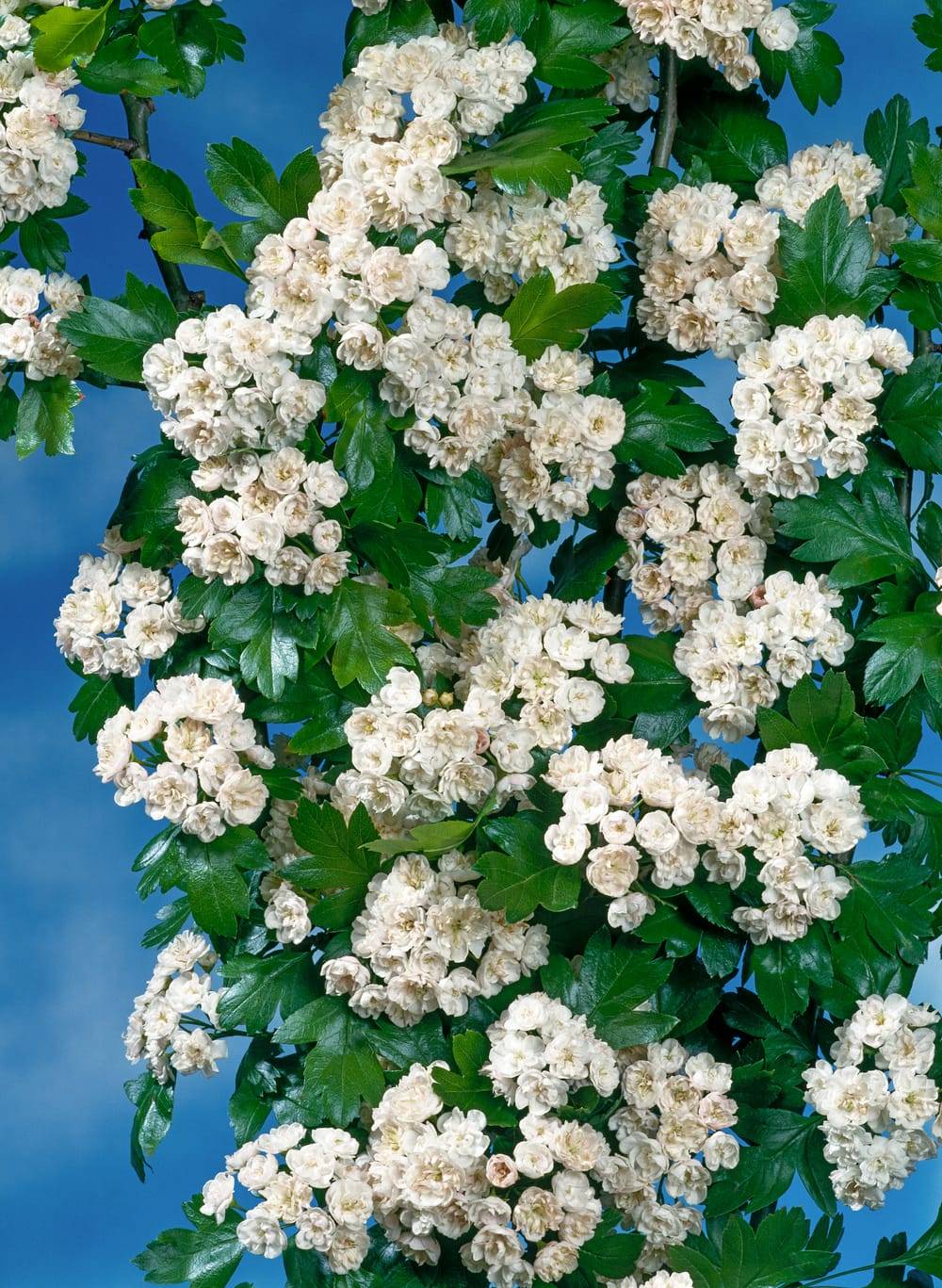 Crataegus mordenensis 'Toba' - Aubépine 'Toba'