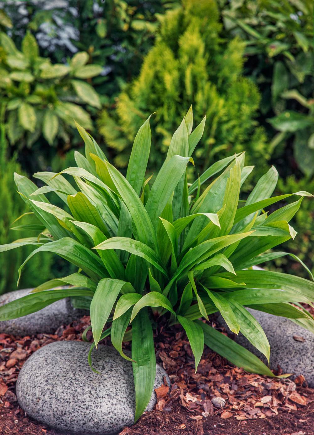 Carex plantaginea - Graminée Sedge plantain