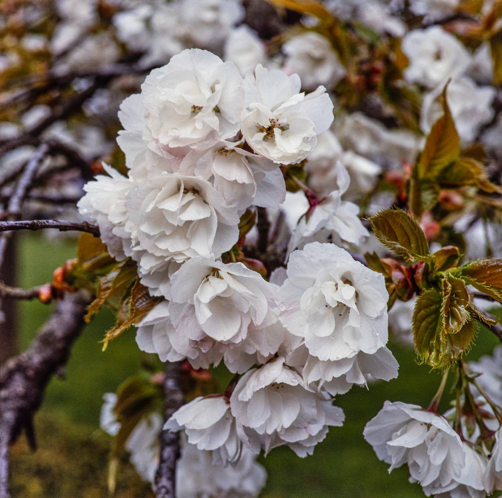Prunus serrulata 'Shirotae' - Cerisier du Japon