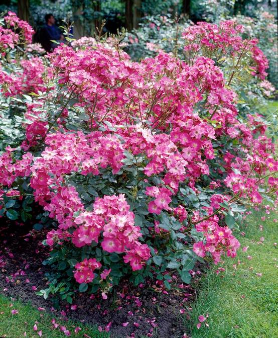 Rosier ancien 'Mozart'
