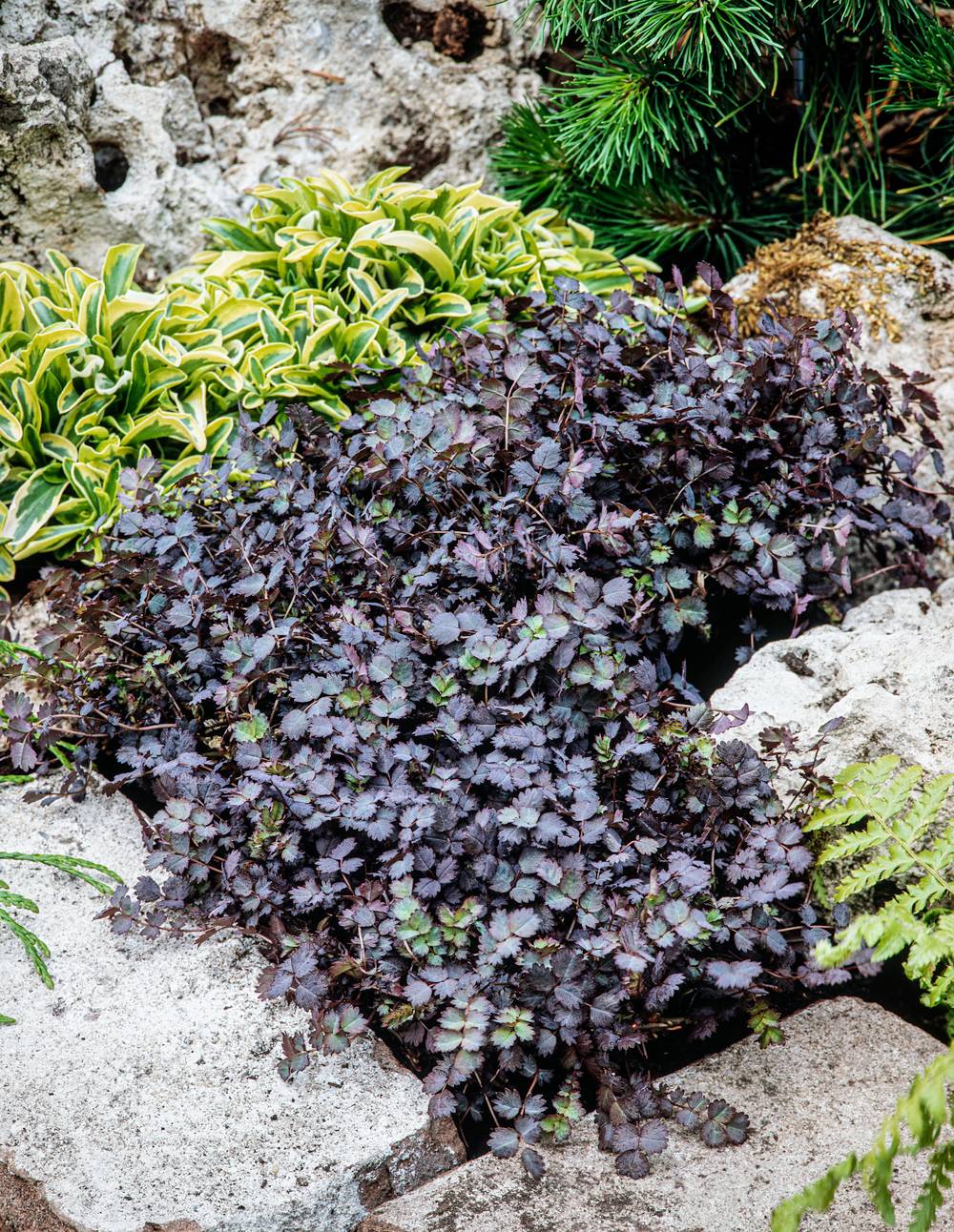 Acaena inermis 'Purpurea' - Lampourde