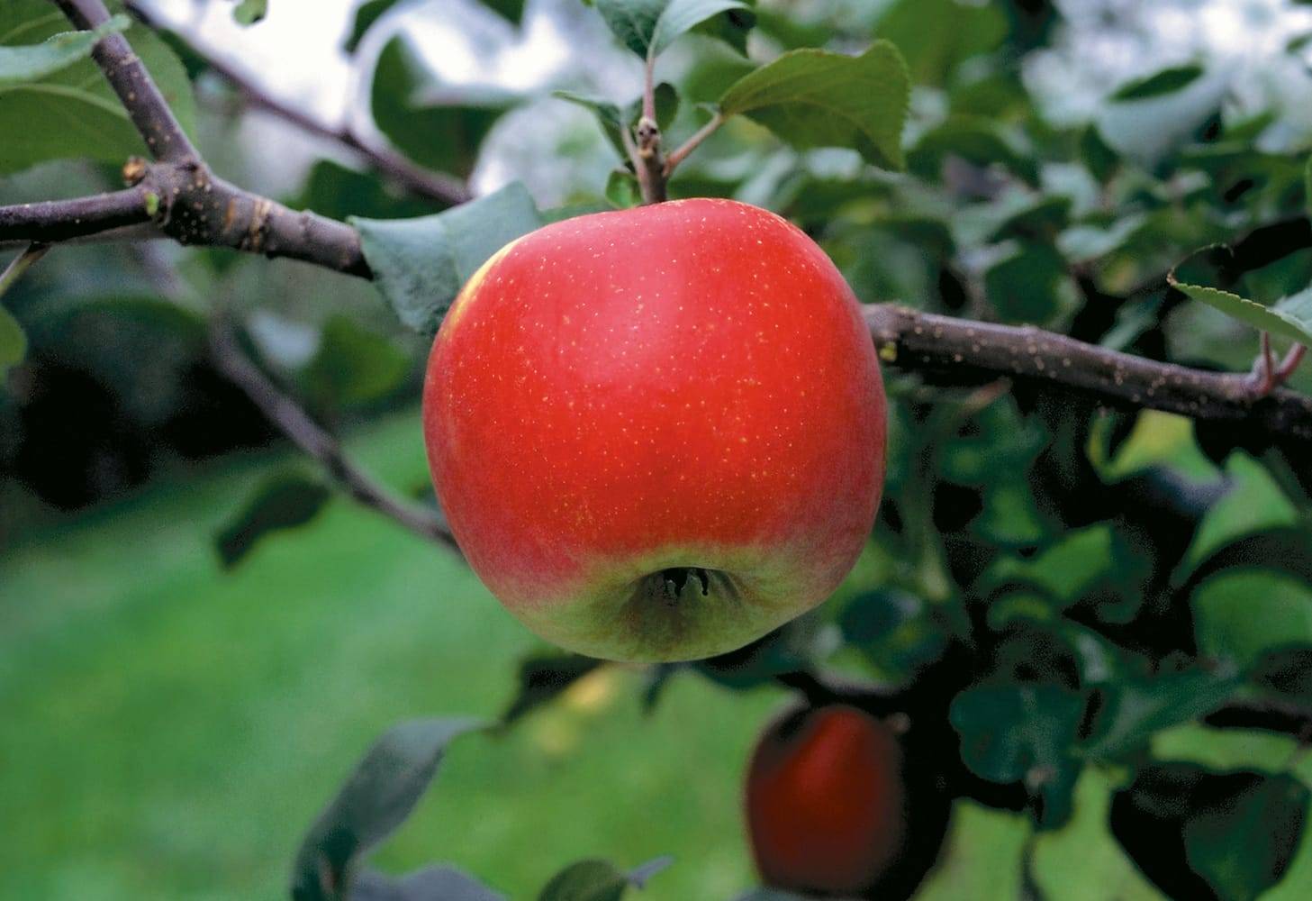 Pommier 'Delbard Jubilé'