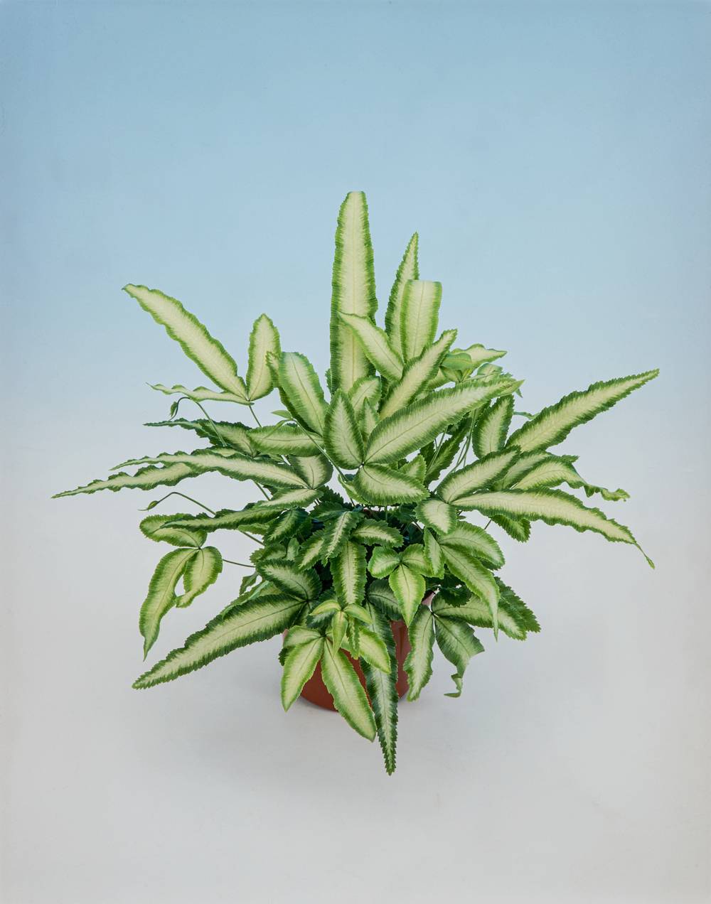 Pteris cretica 'Albolineata' - Fougère de Crète