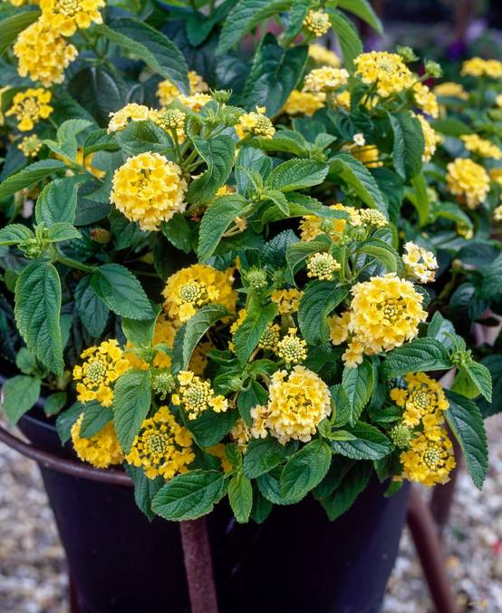Lantana camara 'Goldsonne'