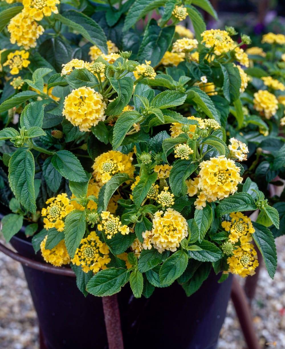 Lantana camara 'Goldsonne'