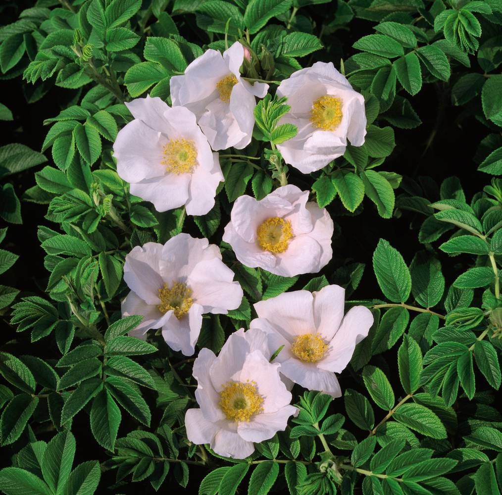 Rosier rugosa 'Alba'