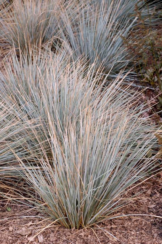 Helictotrichon sempervirens 'Saphirsprudel' - Graminée Avoine bleue