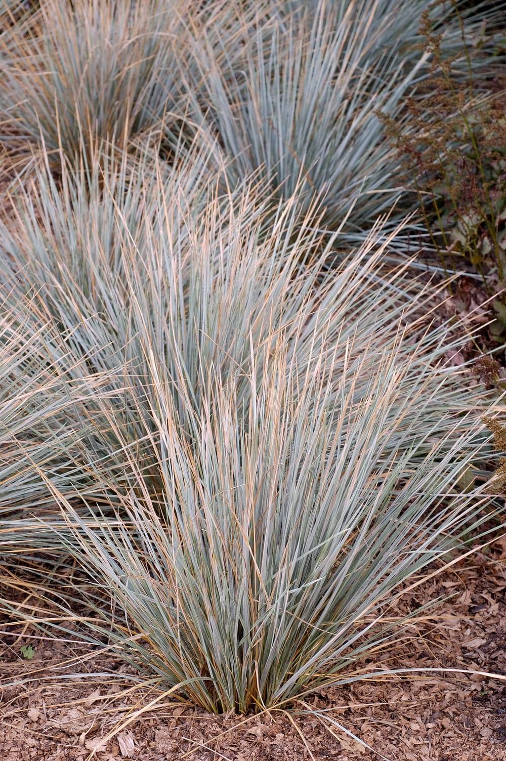 Helictotrichon sempervirens 'Saphirsprudel' - Graminée Avoine bleue