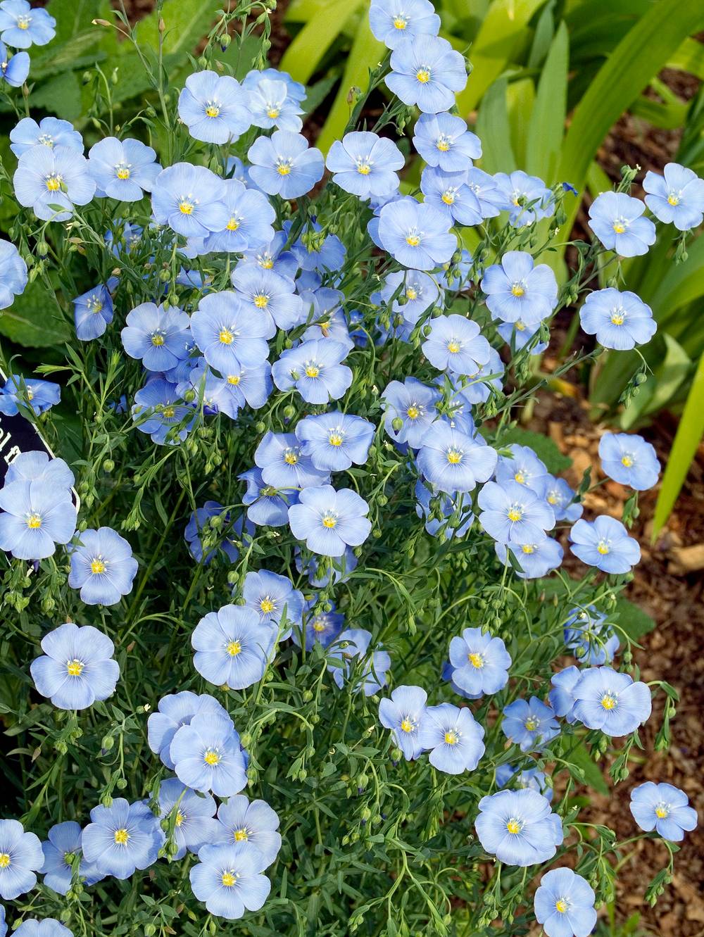 Linum perenne 'Saphir' - Lin - Pot 2L - Gamm vert