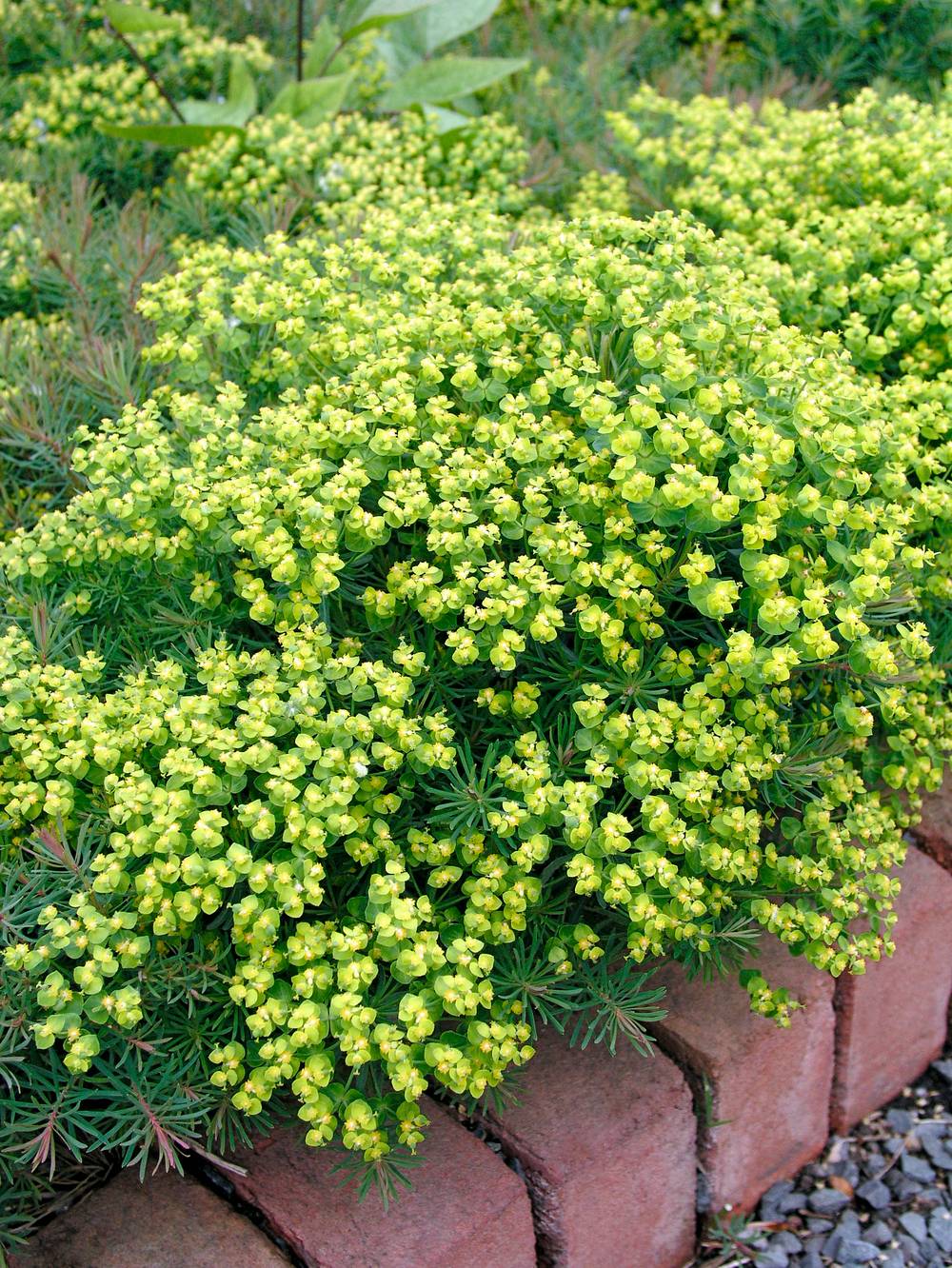 EUPHORBIA cyparissias 'Fens Ruby' en pot de 4 litres