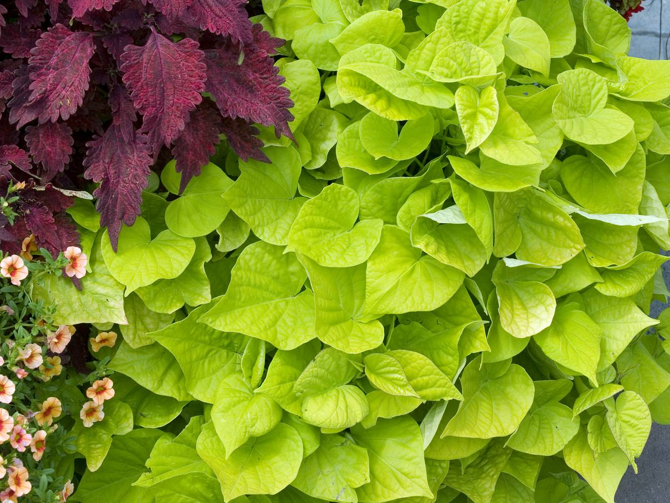 Ipomee à feuillage vert-jaune - Patate douce d'ornement