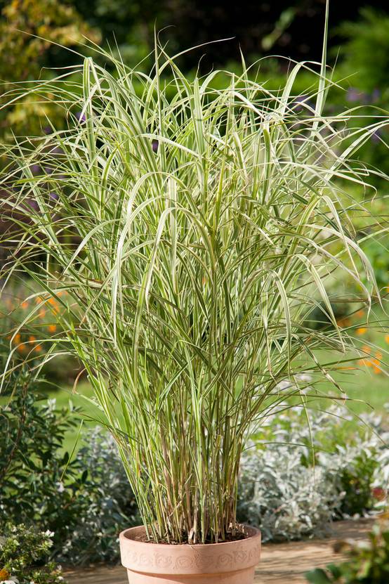 Miscanthus sinensis 'Variegatus' - Graminée Roseau de Chine à feuilles panachées