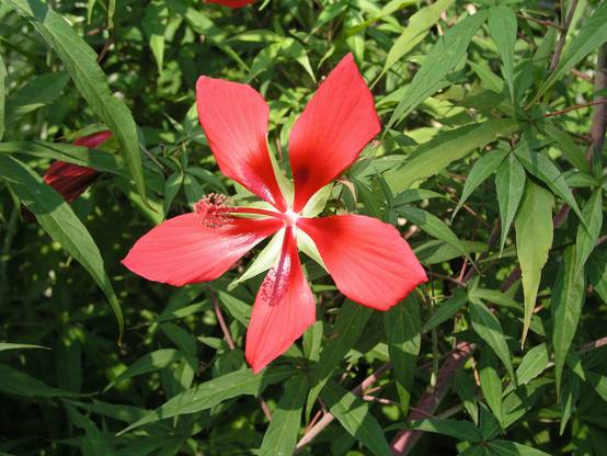 HIBISCUS coccineus en pot de 5 litres