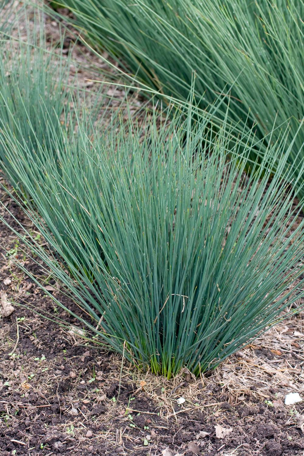 Juncus tenuis 'Blue Dart' - Graminée Jonc ténu