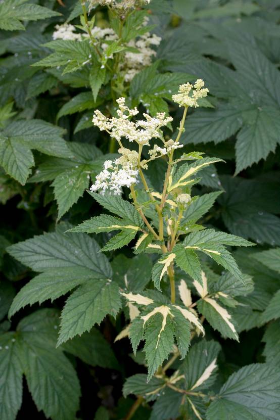 Filipendula vulgaris - Reine des près