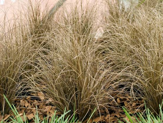 Carex comans 'Bronco' - Graminée Laîche