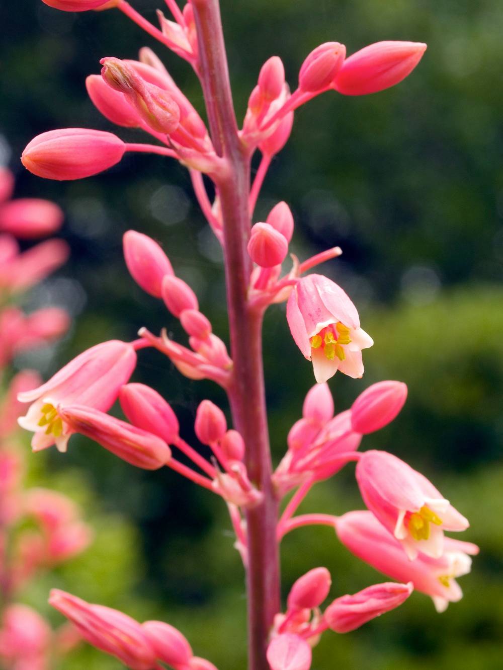 HESPERALOE parviflora 'Rubra' C4L