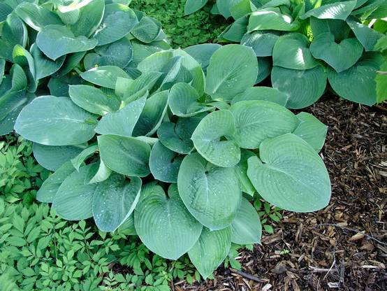 Hosta 'Blue Vision'