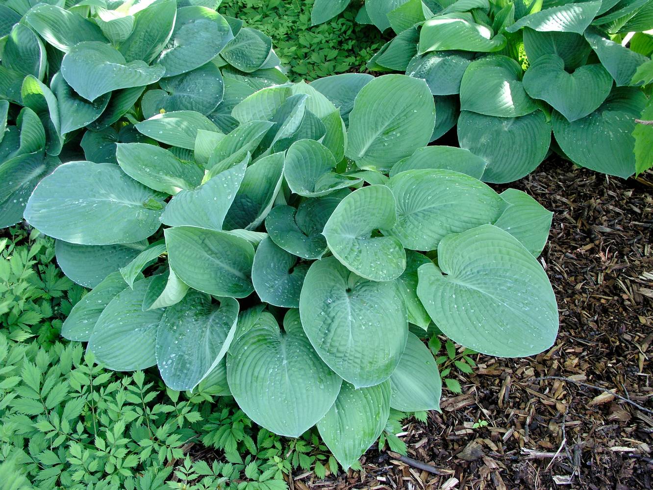 Hosta 'Blue Vision'