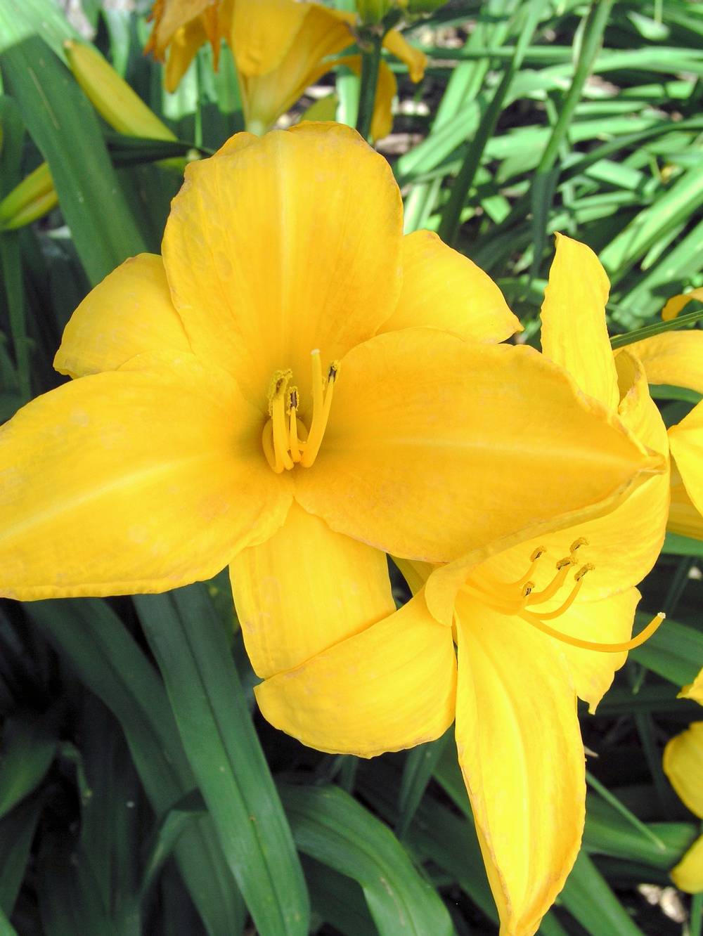 Hemerocallis 'Chicago Sunrise' - Hémerocalle (Lys d'un jour)
