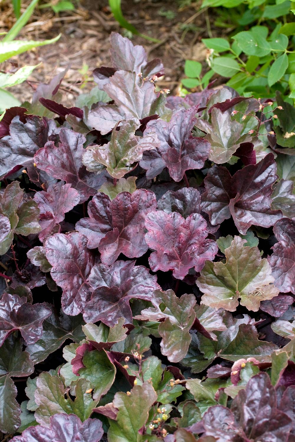 Heuchera 'Obsidian' - Heuchère