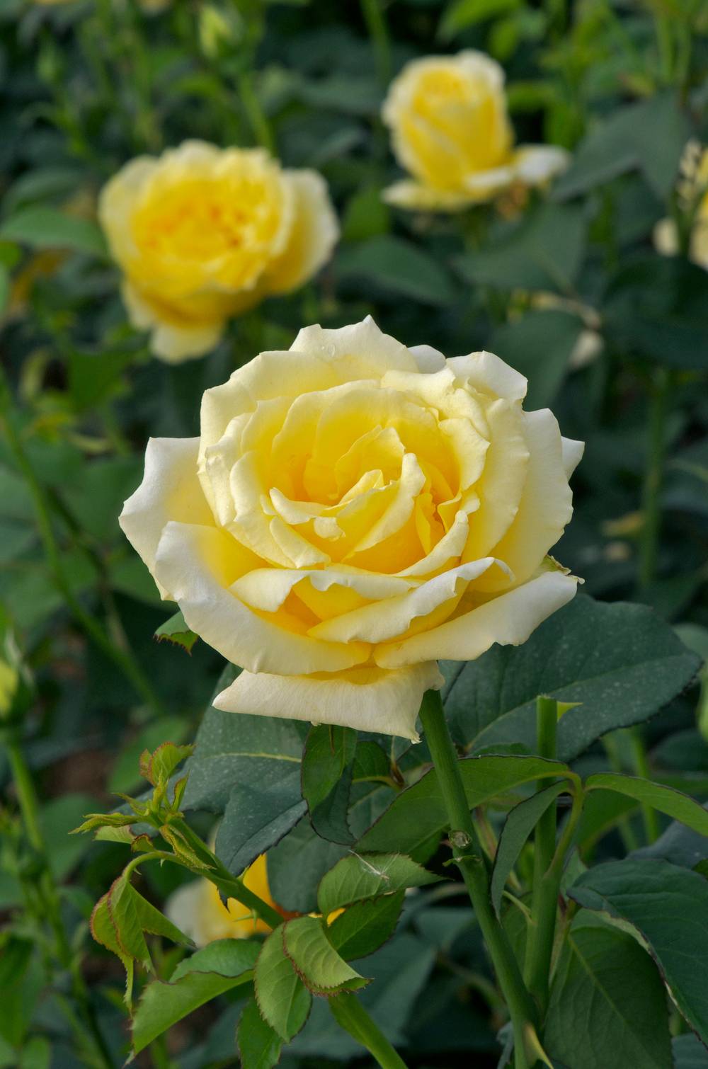 Rosier 'Epidor'®