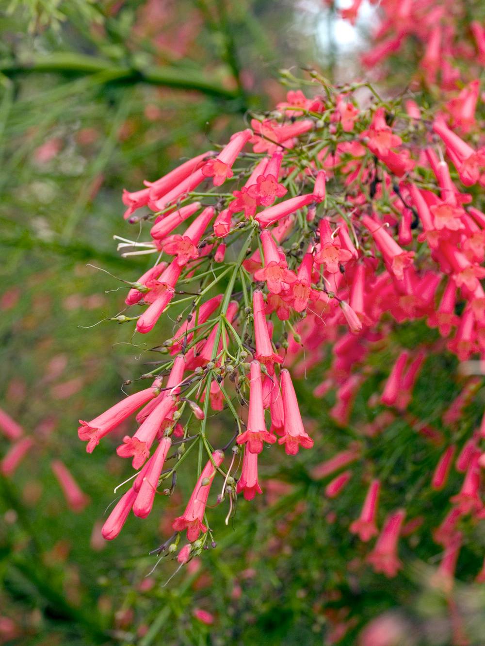 Russelia equisetiformis - Russélie fausse-prêle
