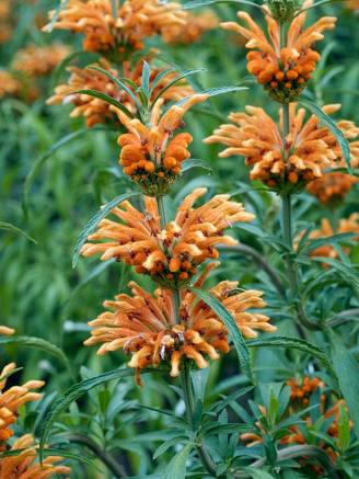 Leonotis leonurus - Queue de Lion