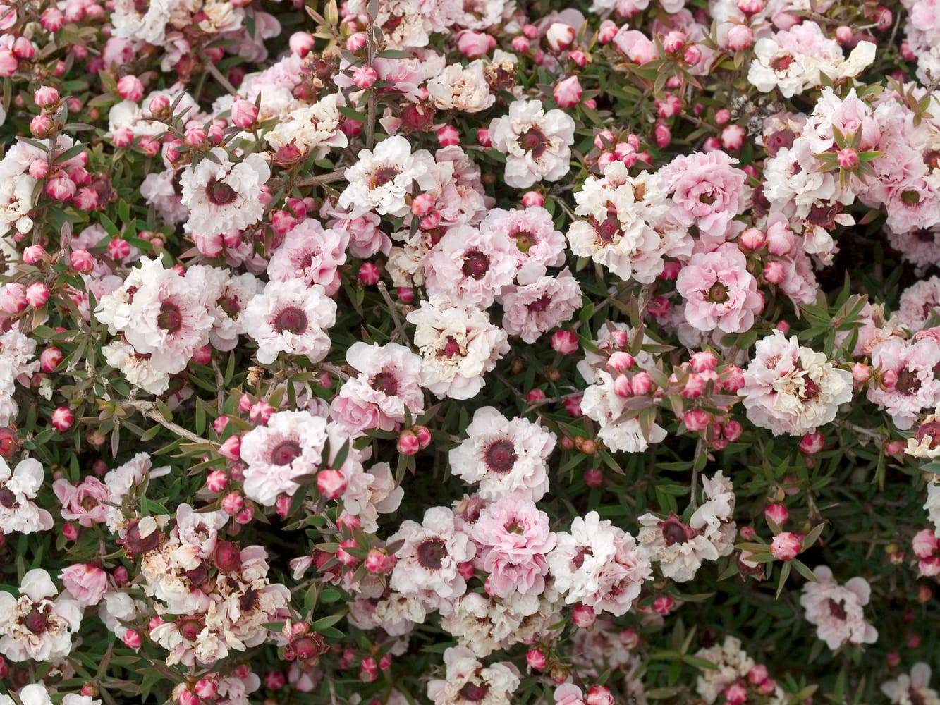 Leptospermum scoparium 'Apple Blossom' - Arbre à thé