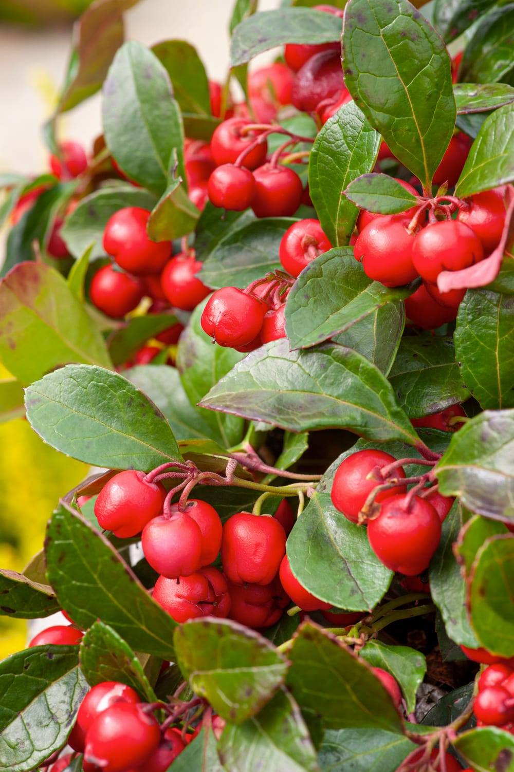 GAULTHERIA procumbens 30/40 C4L-RC