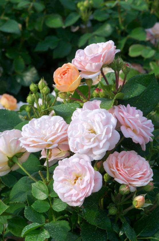 Rosier 'Bordure Nacrée'®