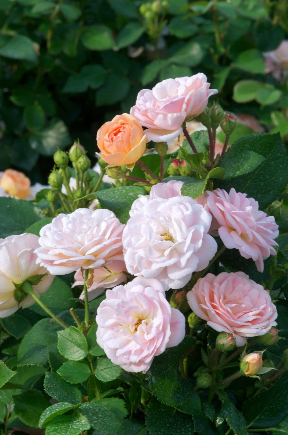 Rosier 'Bordure Nacrée'®
