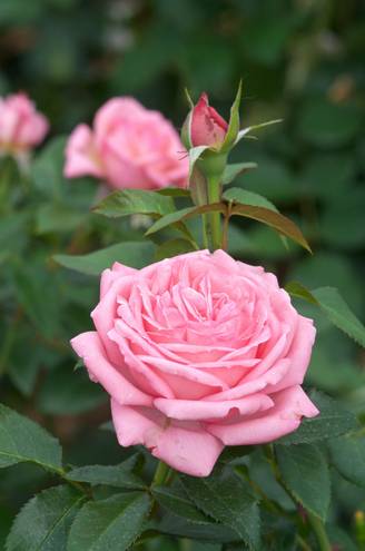 Rosier 'La Rose de Molinard'®