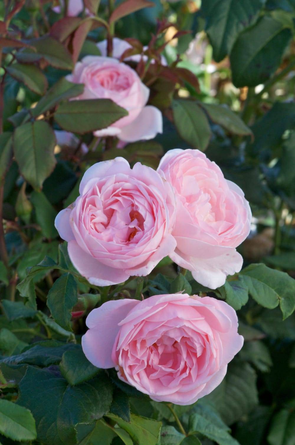 Rosier 'Vichy'®