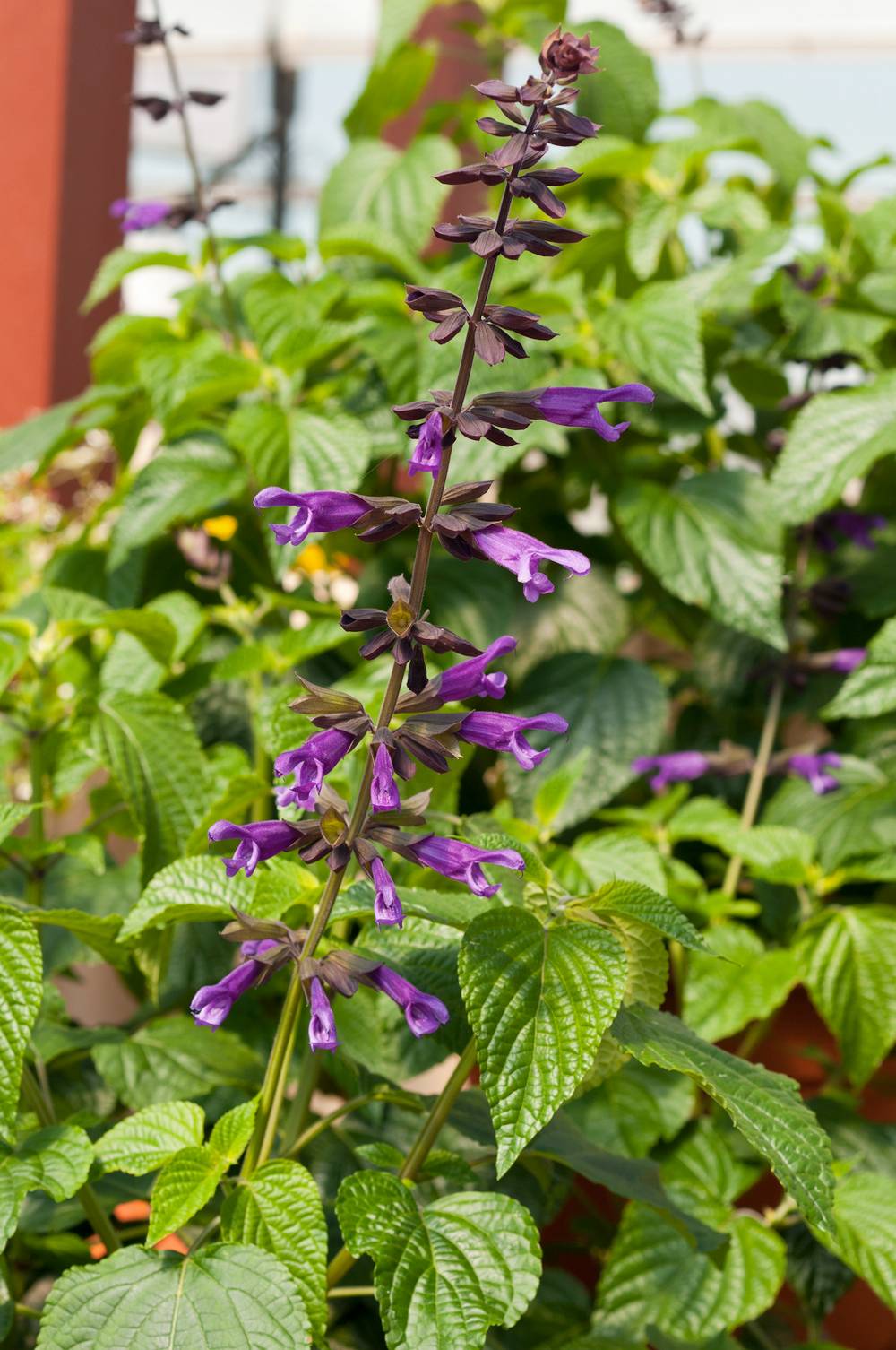 Salvia 'Amante' - Sauge